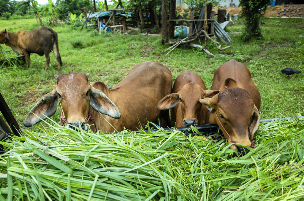 brown cow eatting grass