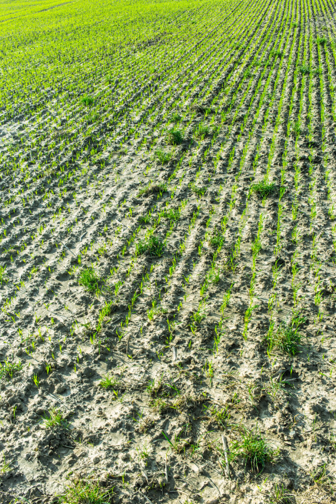 vertical shot of seedlings growing out of plowed rows of wet soil in a field